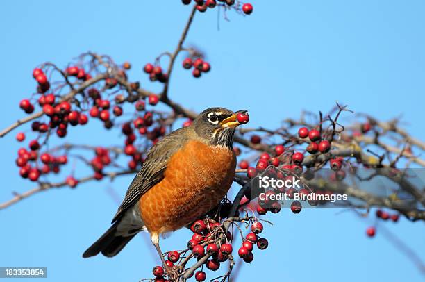 American Robin Essen Hawthorn Beeren Stockfoto und mehr Bilder von Wanderdrossel - Wanderdrossel, Weißdorn - Strauch, Beere - Obst