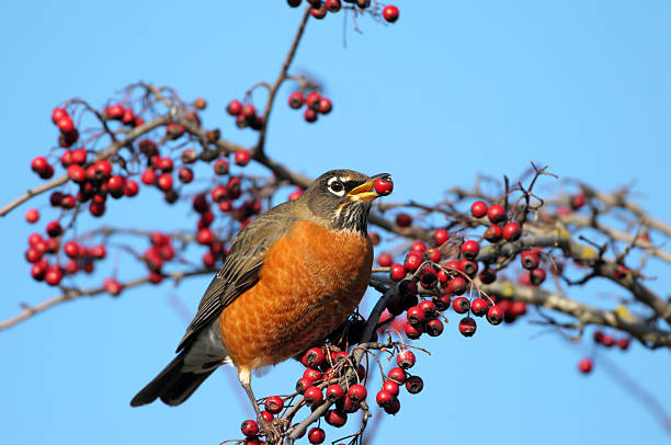 istock American Robin eating hawthorn berries 183353854