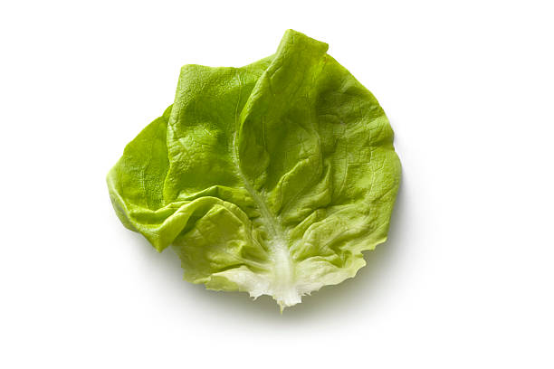 warzywa: sałata maślana - bibb lettuce zdjęcia i obrazy z banku zdjęć