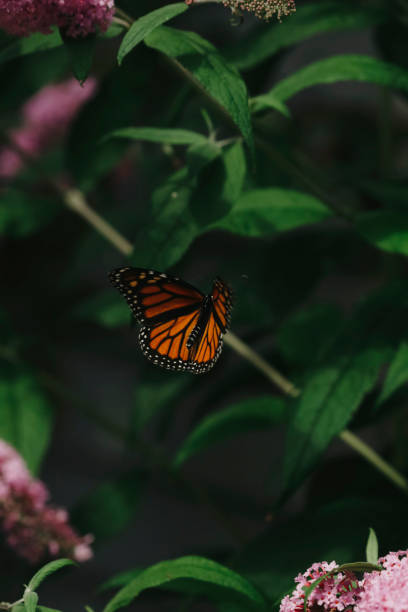 istock Monarch Butterfly Flying by Butterfly Bush 1833539460