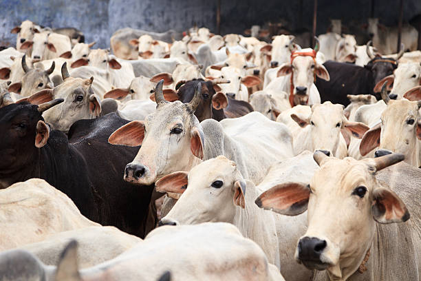 istock herd of indian cows 183353994