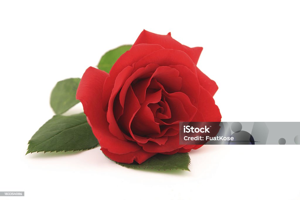 Rosa rossa - Foto stock royalty-free di Rosa - Fiore