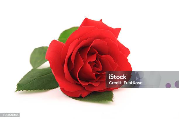 Czerwona Róża - zdjęcia stockowe i więcej obrazów Róża - Róża, Białe tło, Neutralne tło