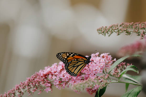 istock Monarch Butterfly on Buddleia Blossom 1833542606