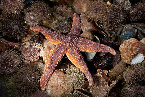 "Starfish, oysters, clams, and spiny sea urchins brought up from the ocean floor from a fishing trawler in Hvammsfjordur bay outside the town of Stykkisholmur, Iceland."