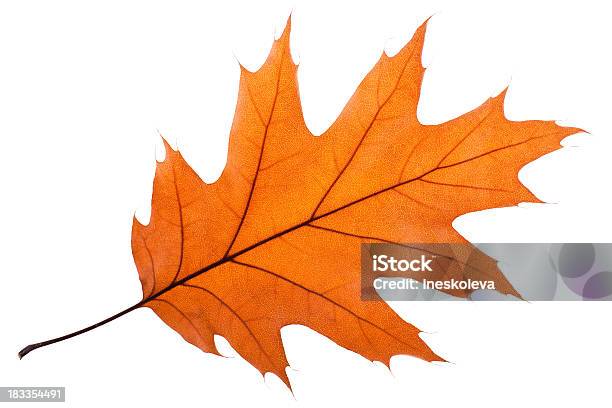 Una Sola Hoja De Roble Foto de stock y más banco de imágenes de Hoja - Hoja, Otoño, Hoja de roble