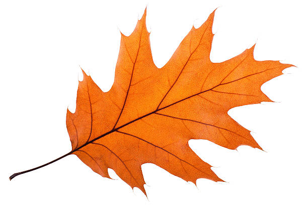 Single Oak Leaf stock photo