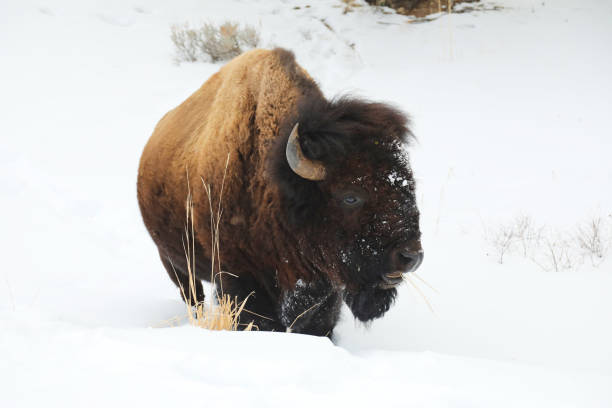 istock Wild Bison in Yellowstone in Winter 1833546790