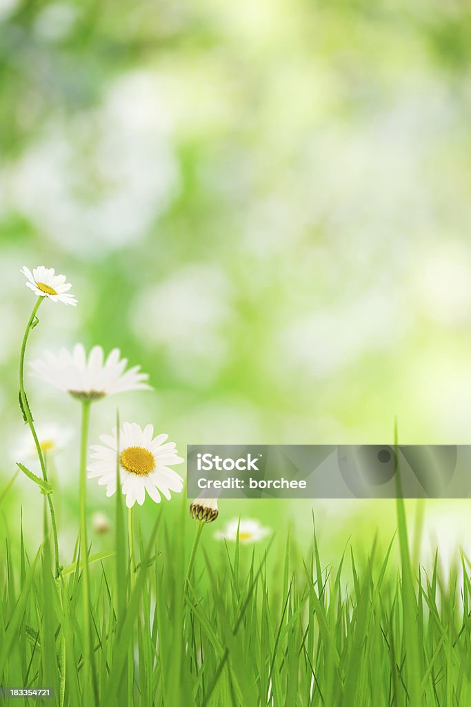 Primavera Meadow - Foto stock royalty-free di Ambientazione esterna