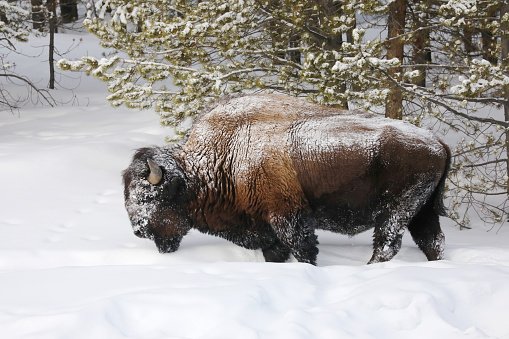 Wild Bison in Yellowstone in Winter