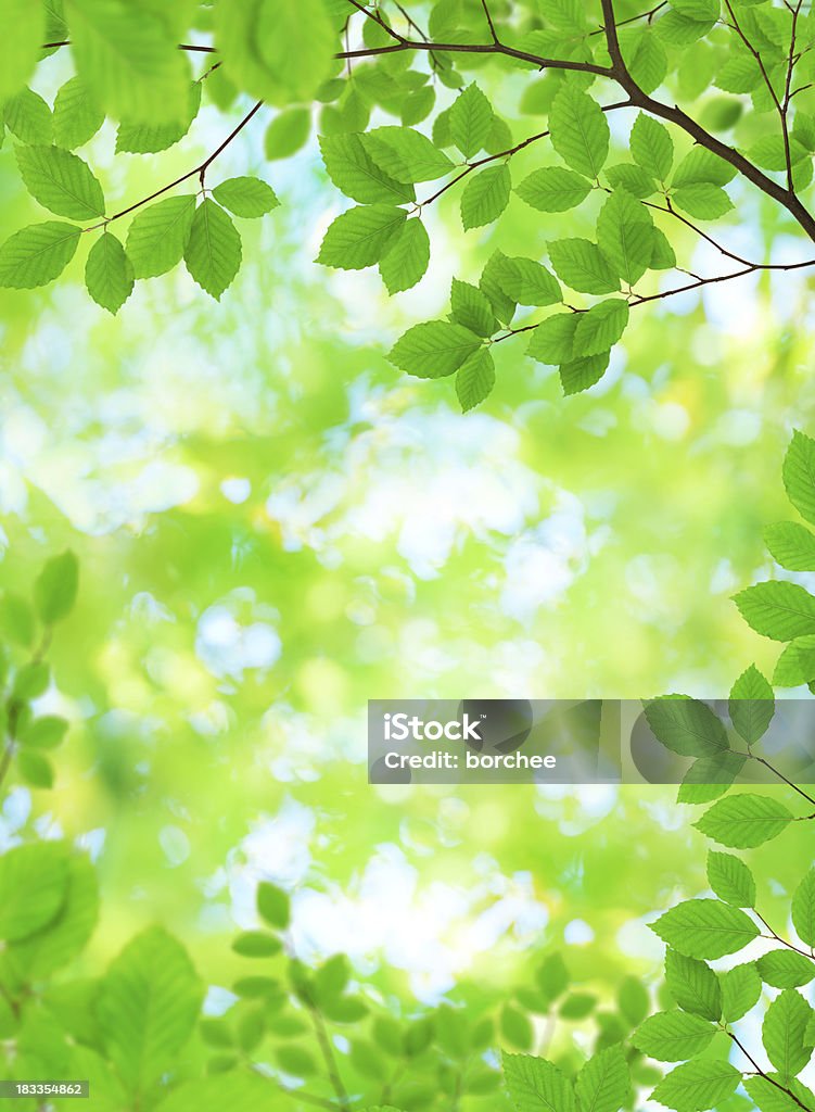 Novo verde folhas - Royalty-free Plano de Fundo Foto de stock