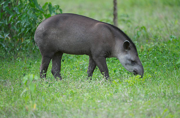 brasilianische tapir - tapir stock-fotos und bilder