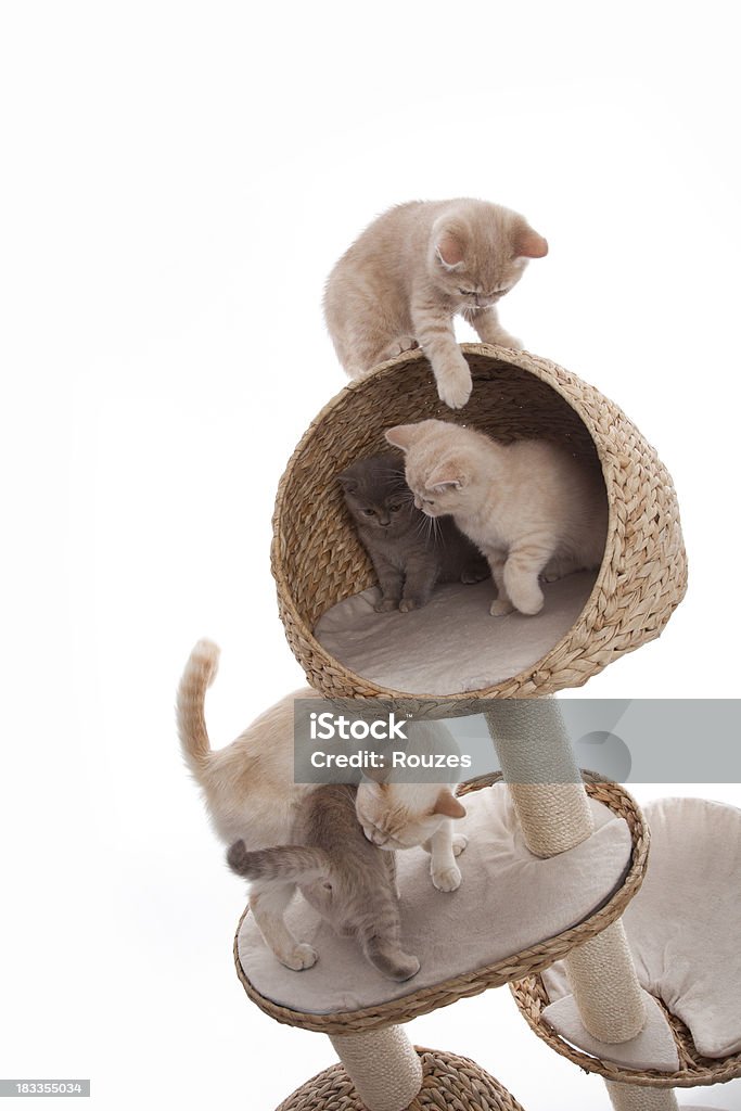 Juguetón kittens - Foto de stock de Juguete para gatos libre de derechos