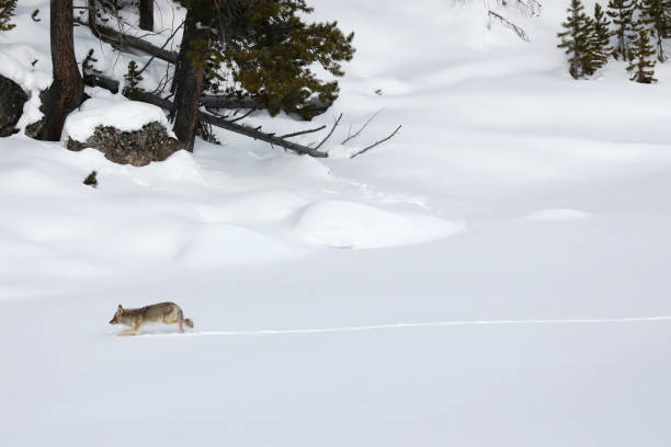 istock Wild Coyote in Yellowstone in Winter 1833551231