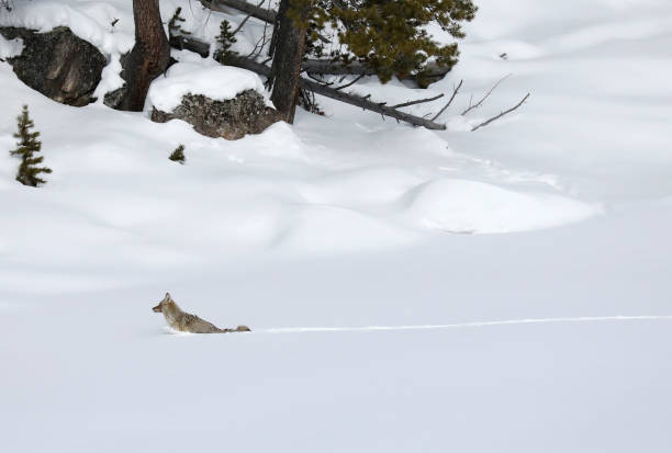 istock Wild Coyote in Yellowstone in Winter 1833551232