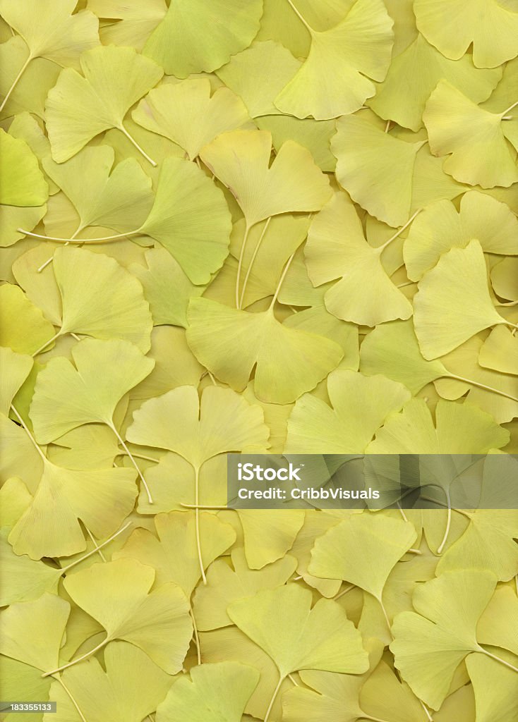 Ginkgo biloba con foglie sfondo giallo - Foto stock royalty-free di Albero deciduo