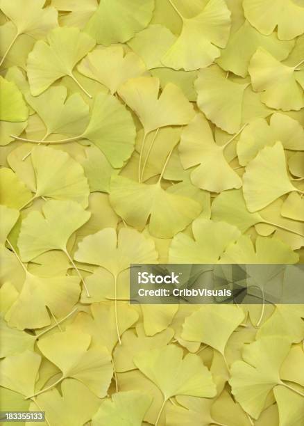 Ginkgo Biloba Con Foglie Sfondo Giallo - Fotografie stock e altre immagini di Albero deciduo - Albero deciduo, Arte, Arte, Cultura e Spettacolo