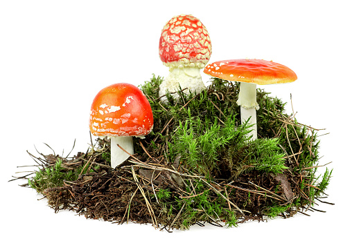 Pile of forest soil and green moss with mushrooms on a white background. Fly agaric mushrooms, Amanita muscaria, poisonous mushroom.