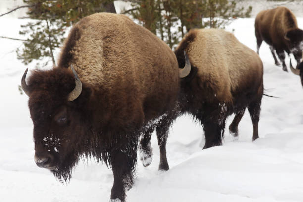 istock Wild Bisons in Yellowstone in Winter 1833554203