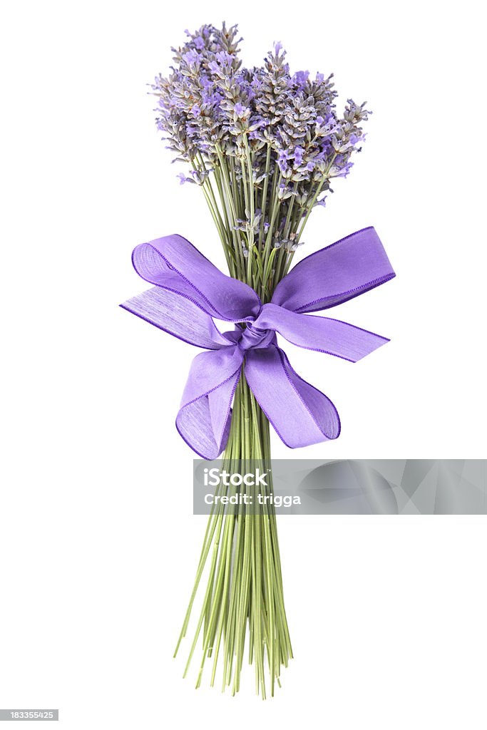 Racimo de lavanda sobre fondo blanco - Foto de stock de Buqué libre de derechos