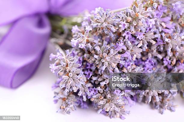 Racimo De Lavanda En Primer Plano Foto de stock y más banco de imágenes de Buqué - Buqué, Cinta, Color - Tipo de imagen