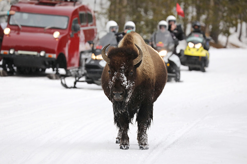 Wild Bison on the road  in Yellowstone in Winter
