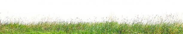 Grass profile isolated on white, high resolution image. stock photo