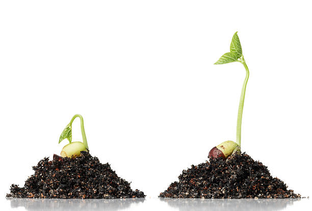 two small plants with soil