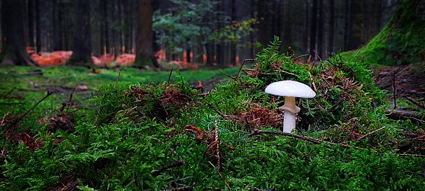 Mushroon in the forest, autumn