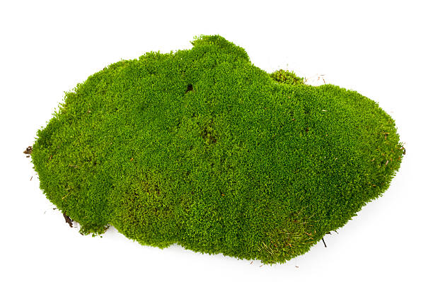 Moss Dug up soil with moss on white background. spore photos stock pictures, royalty-free photos & images