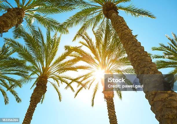 태양광선 문자가 팜형 나무 잎 야자 나무 - Arecales에 대한 스톡 사진 및 기타 이미지 - 야자 나무 - Arecales, 바로 아래서 올려다보기, 낮
