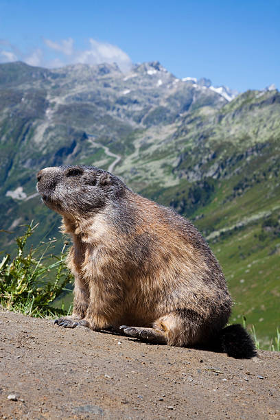 istock Marmot in the alps 183356293
