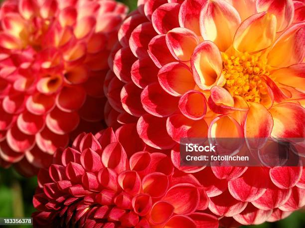 Dahlie Hintergrund Stockfoto und mehr Bilder von Blume - Blume, Blumenbeet, Blüte