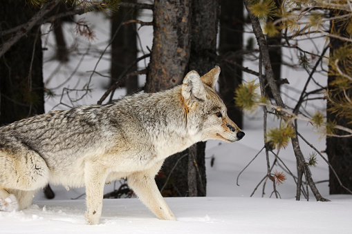 Wild Coyote in Yellowstone in Winter