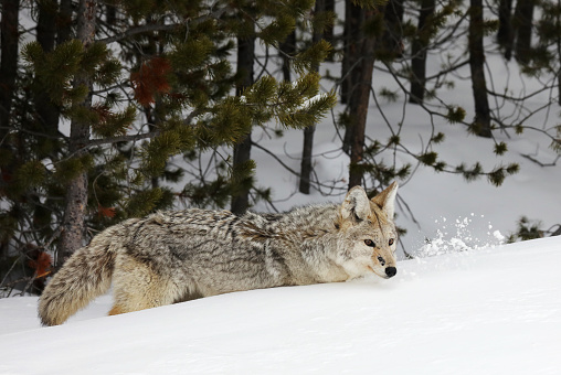 Wild coyotes hunting in the extreme winter terrain of Rocky Mountain National Park near Estes Park, Colorado USA.