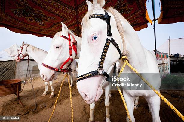 Foto de Feira Pushkar Albino Cavalos Brancos Índia e mais fotos de stock de Barraca de Mercado - Barraca de Mercado, Cavalo - Família do cavalo, Agricultura