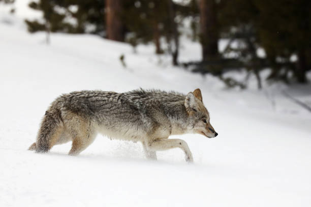 istock Wild Coyote in Yellowstone in Winter 1833565869