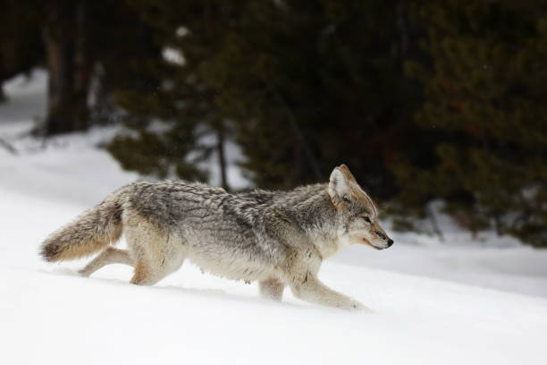 istock Wild Coyote in Yellowstone in Winter 1833565870