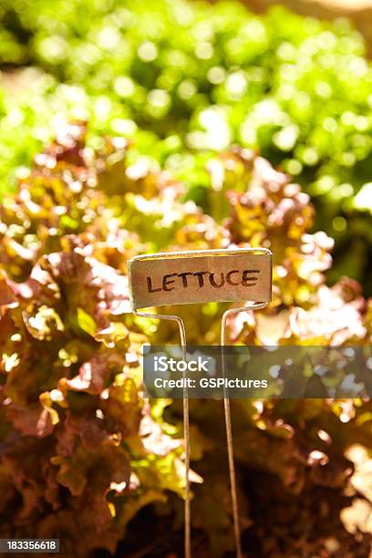 Giardino Biologico Di Lattuga - Fotografie stock e altre immagini di Agricoltura - Agricoltura, Alimentazione sana, Ambientazione esterna