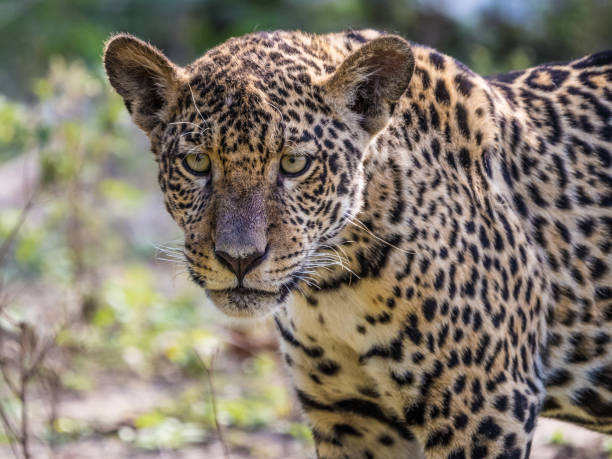 istock Jaguar looking at you 1833566935
