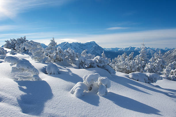 sunny winter day with clear blue sky in alpine mountains with powder snow and much snow on trees
