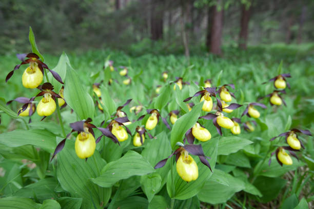 wild lady's-slipper orchid between the trees, seen in the tyrolean lech valley
