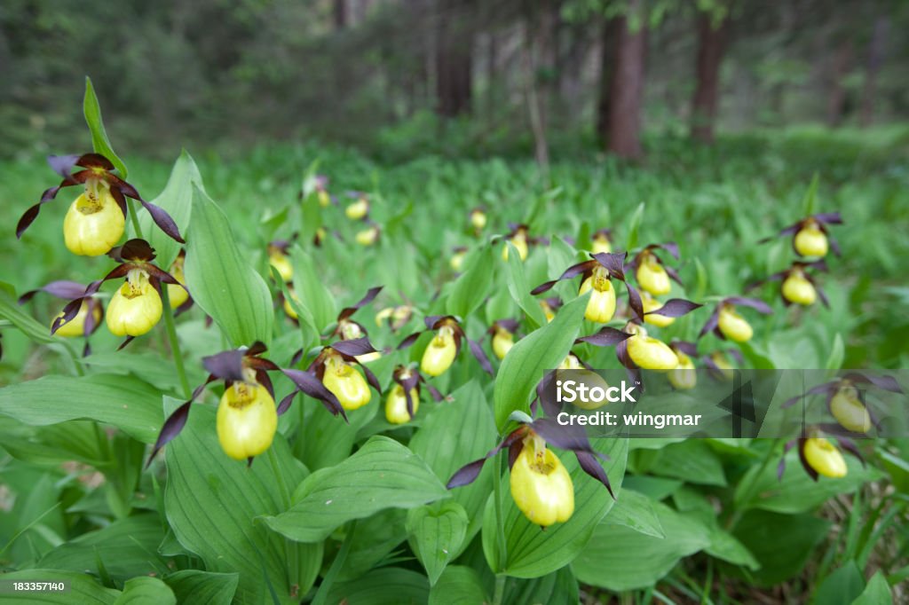 wild lady's-slipper orquídea entre as árvores - Foto de stock de Macrofotografia royalty-free