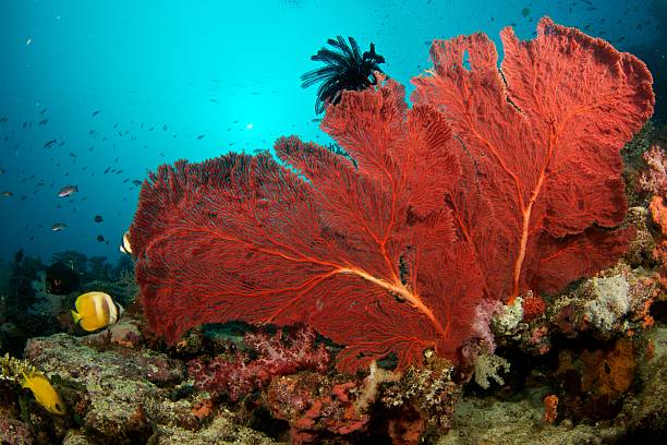 istock Large red seafan in Somosomo Strait, Fiji 183357224