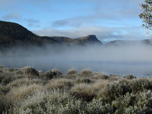 Button Grass and morning  fog at Lake Ball, Walls of Jerusalem National Park Tasmania