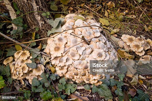 Cogumelos - Fotografias de stock e mais imagens de Ao Ar Livre - Ao Ar Livre, Apodrecer, Cogumelo
