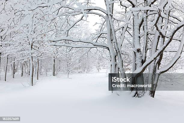 Winter Stockfoto und mehr Bilder von Winter - Winter, Wald, Am Rand