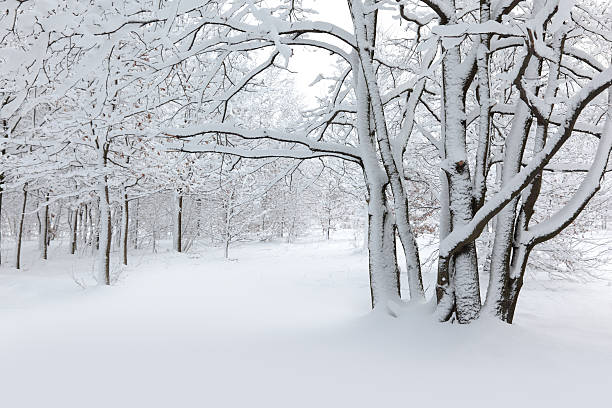 Winter  wintry landscape january december landscape stock pictures, royalty-free photos & images