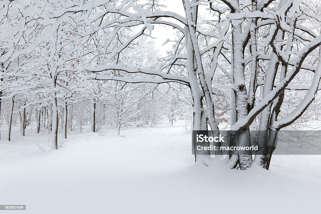 O inverno - Foto de stock de Inverno royalty-free