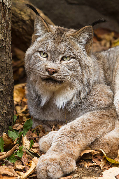 A close up photo of a lynx